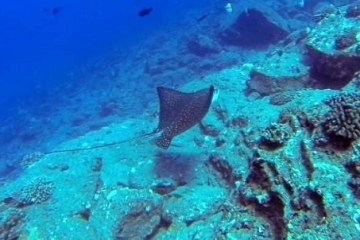 underwater stingray ocean scuba