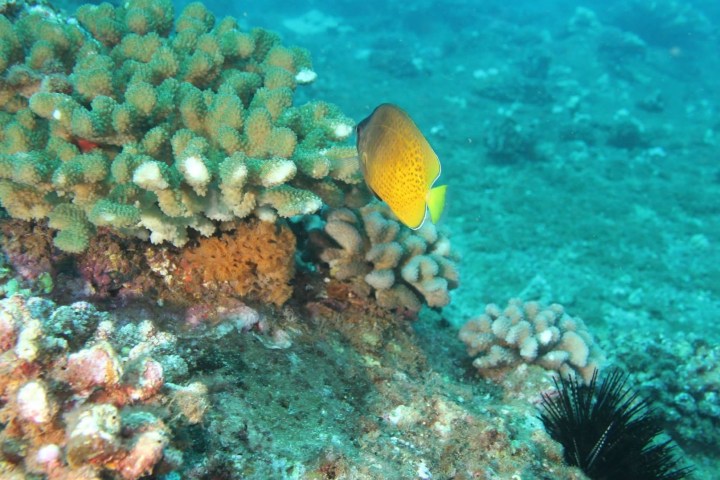 scuba reef coral fish underwater ocean